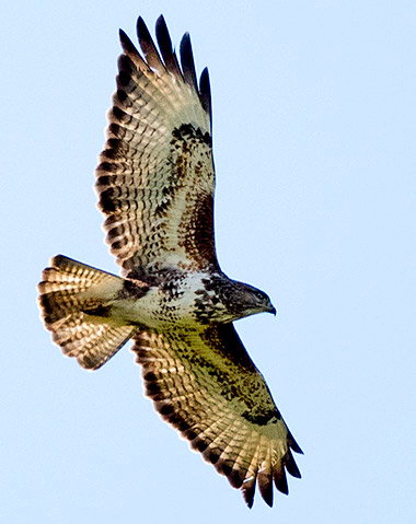Forest Buzzard in flight